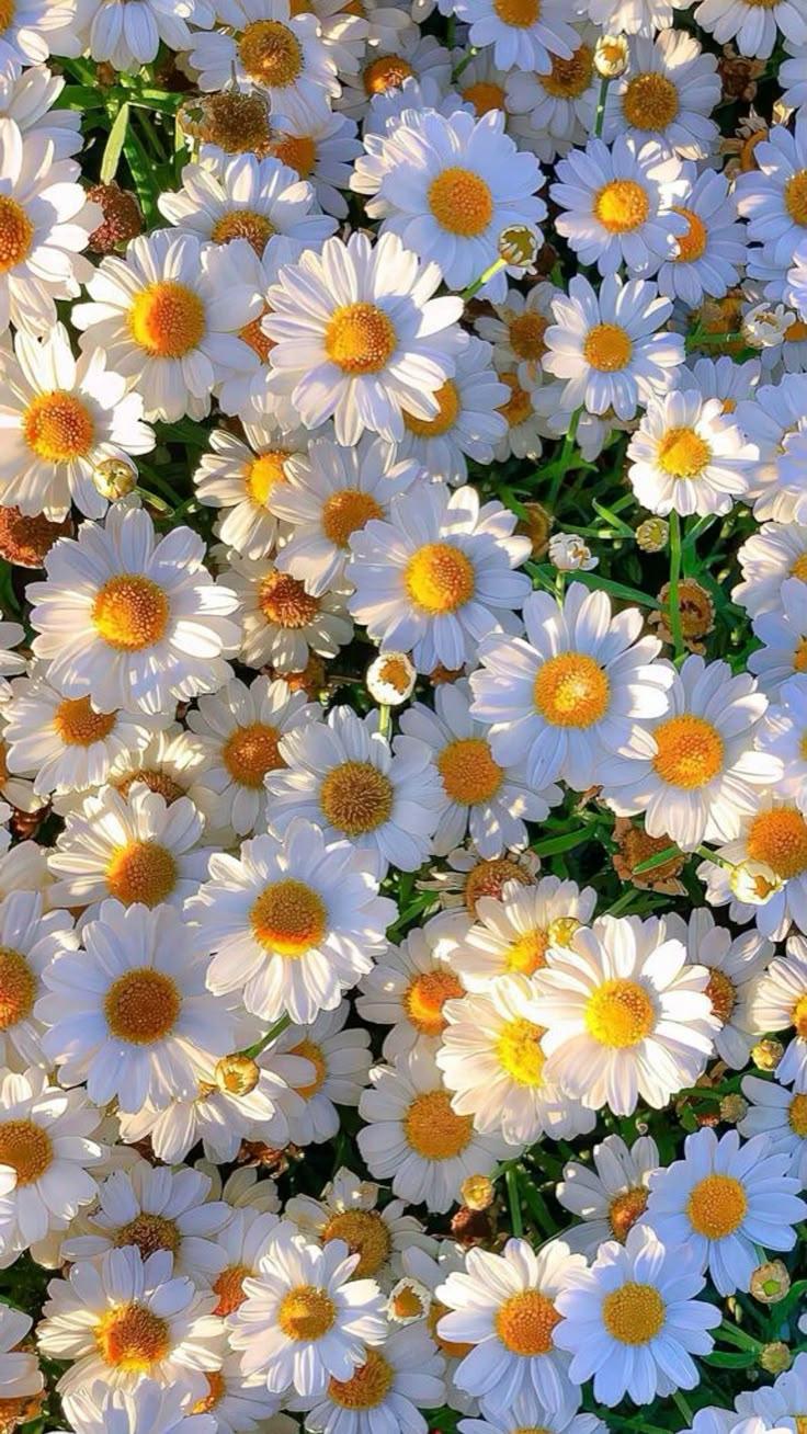 Eternal Spring's Blossom Embrace